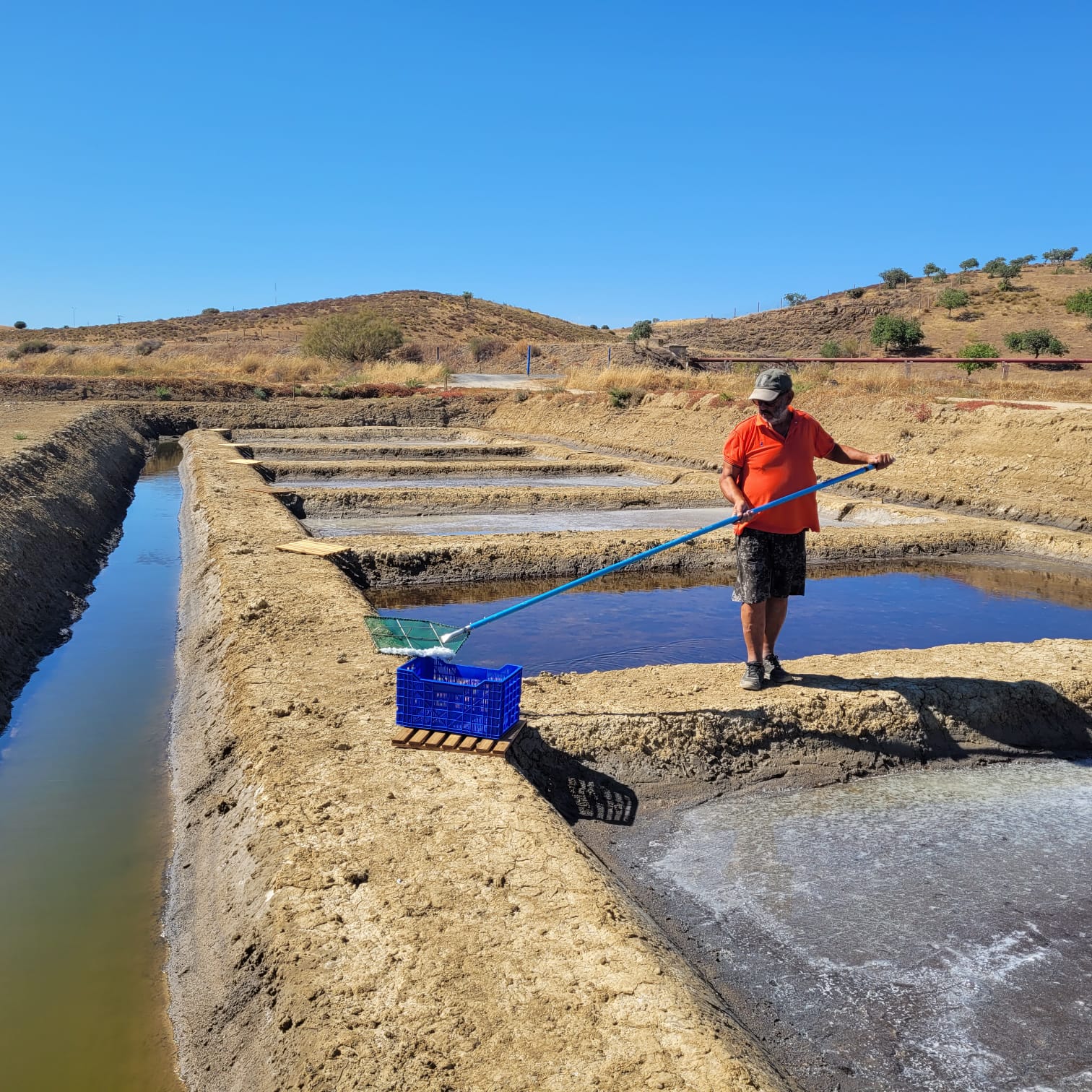 The marnoto skimming the first flor de sal of the 2026 Safra from a crystallisation pan, with the blue harvest crate beside him and the hills of Castro Marim behind.